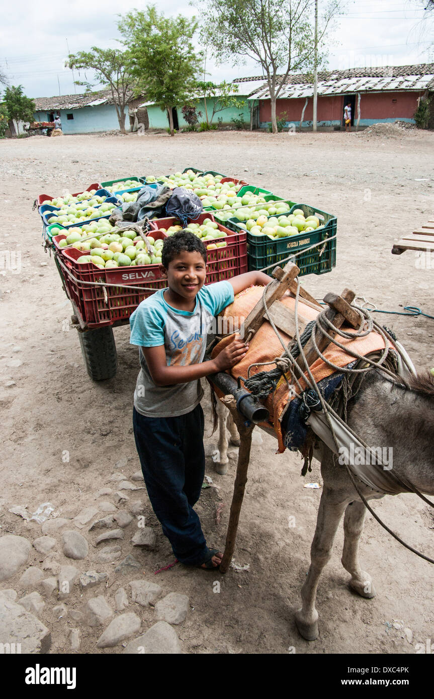Junge afro-peruanische ernten Mangos im Dorf yapatera Piura, Peru. Stockfoto