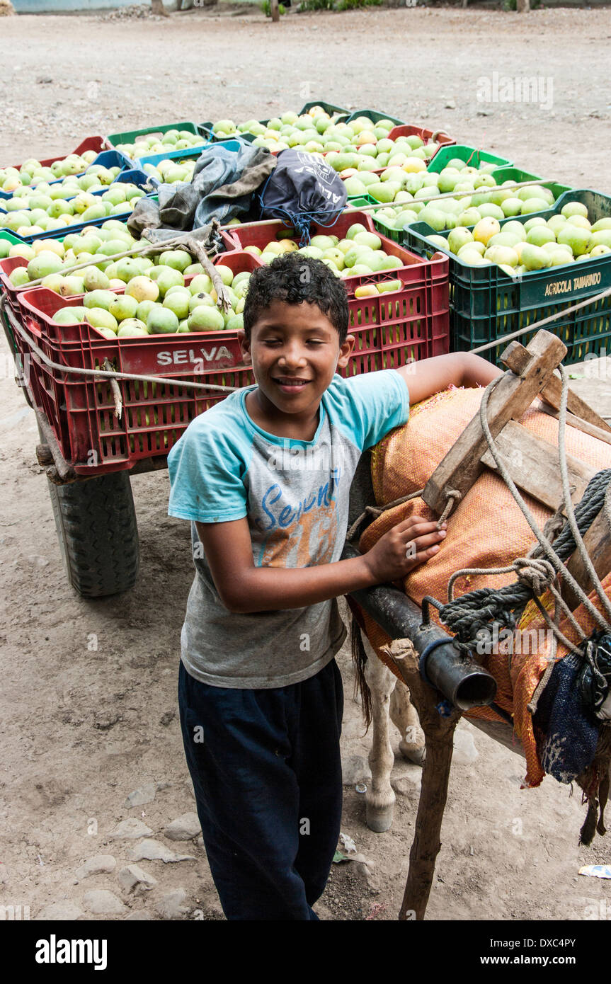 Junge afro-peruanische ernten Mangos im Dorf yapatera Piura, Peru. Stockfoto