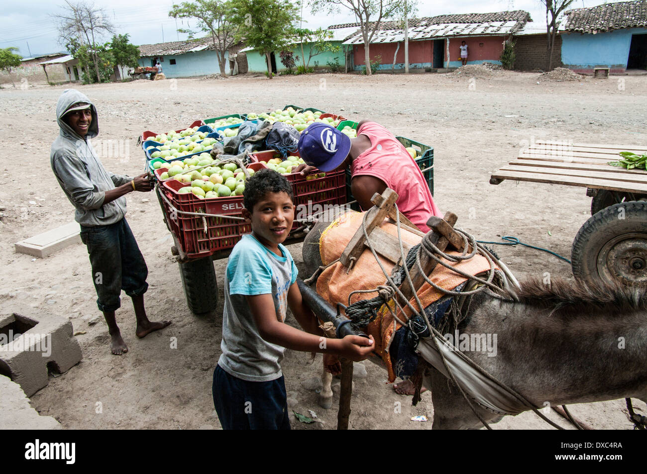 Junge afro-peruanische ernten Mangos im Dorf yapatera Piura, Peru. Stockfoto