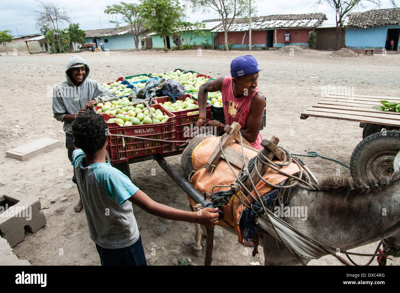 Junge afro-peruanische ernten Mangos im Dorf yapatera Piura, Peru. Stockfoto