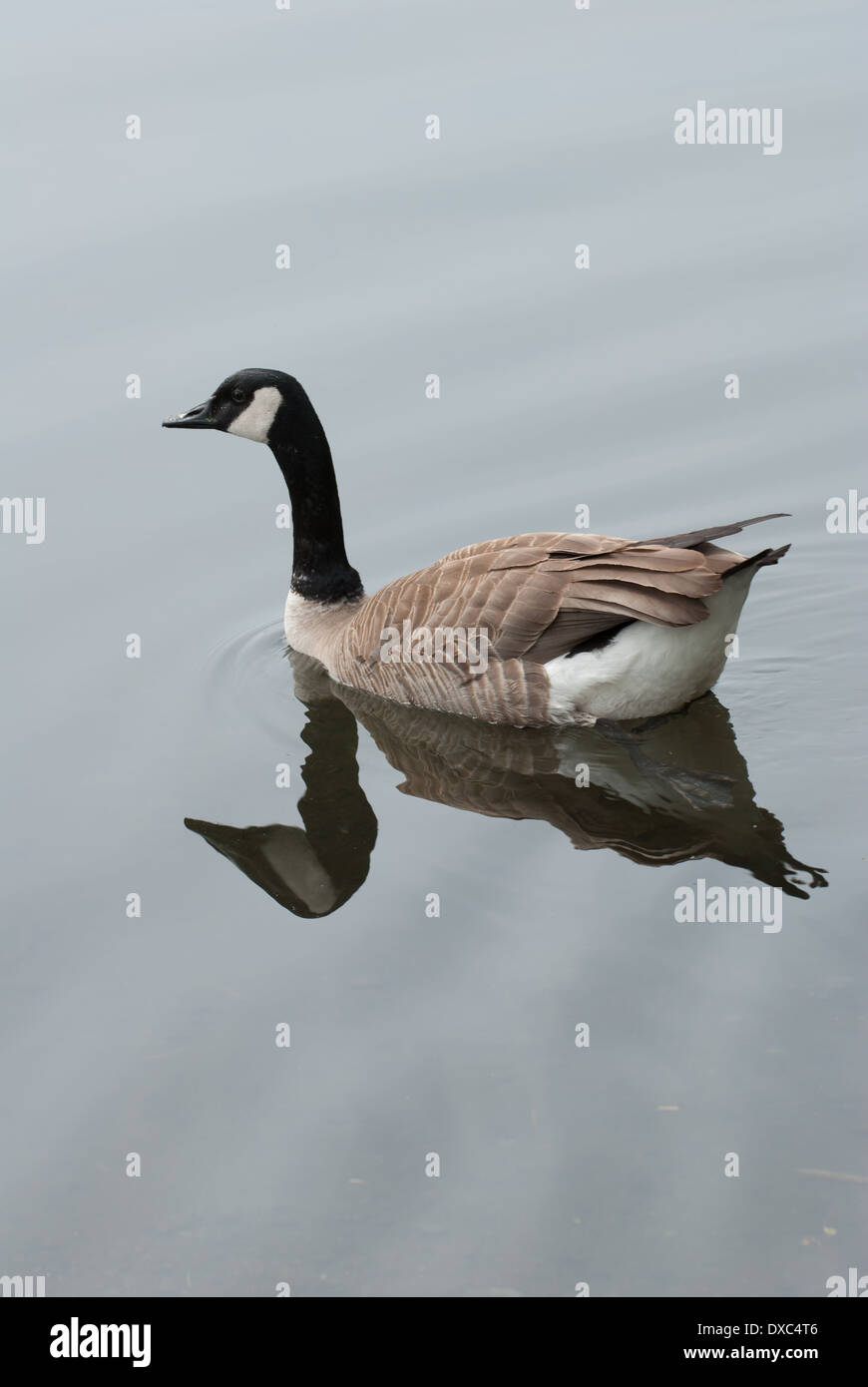 Gans am See Ashi in Hakone, Präfektur Kanagawa, Japan Stockfoto