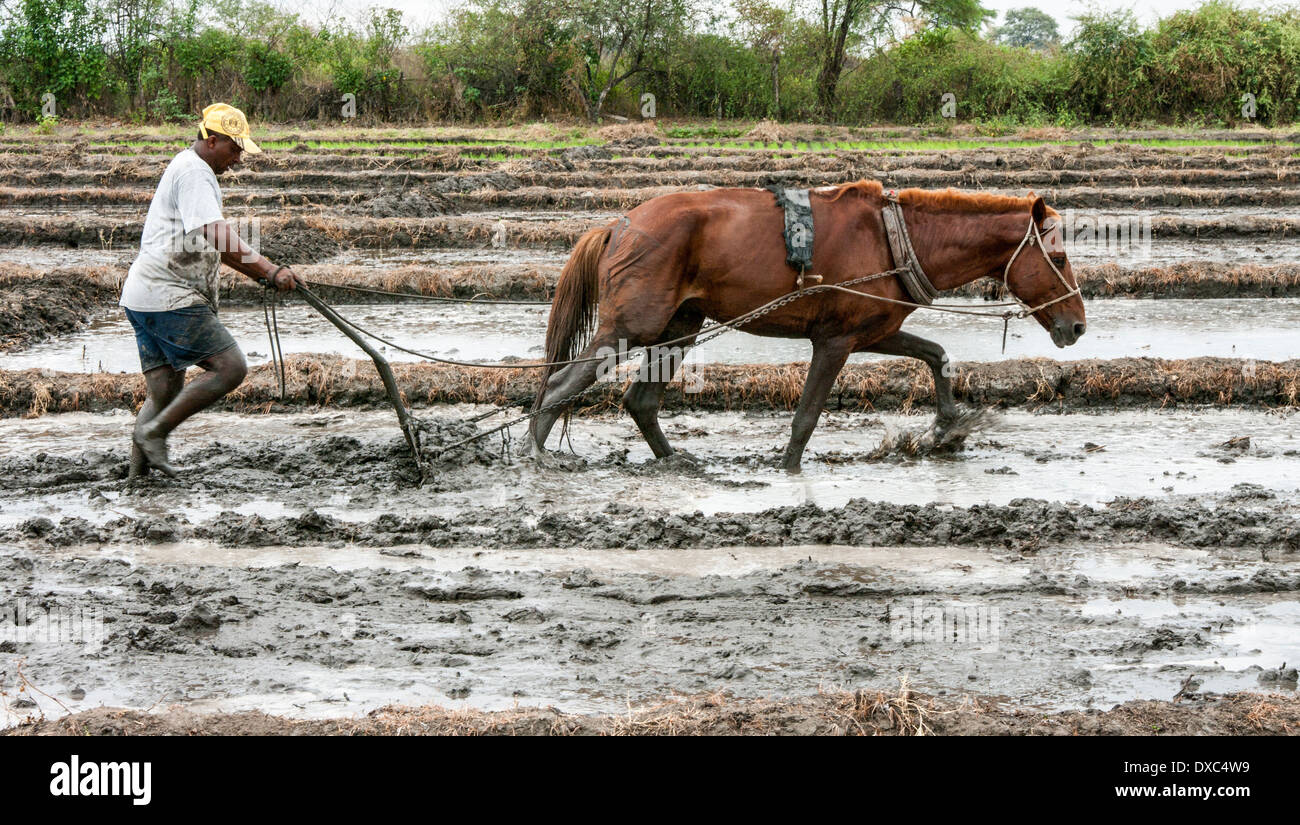 Reisbauern in Piura, Peru. Stockfoto