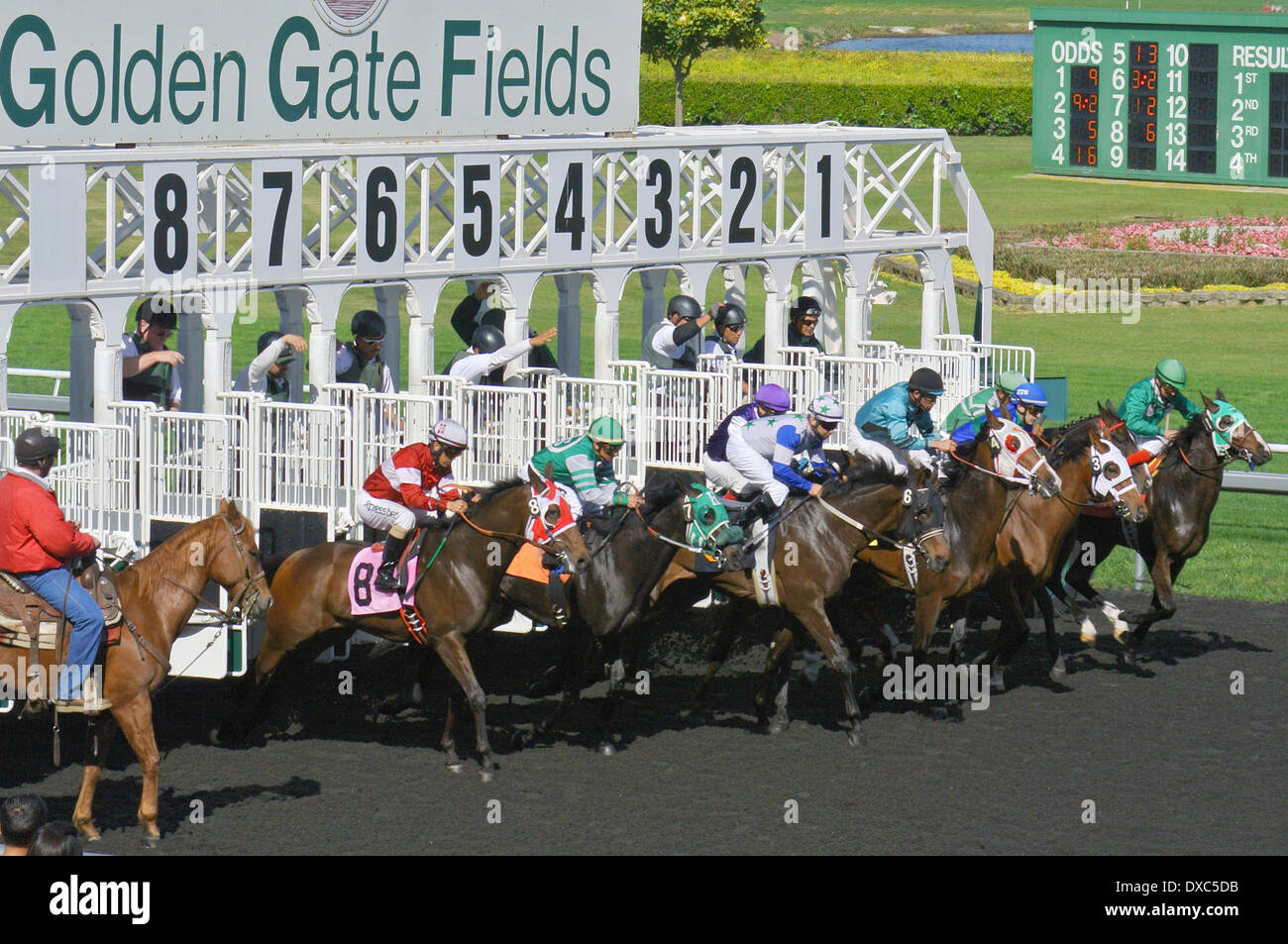 Rennpferde zu brechen aus dem Tor auf der "Golden Gate Fields" Rennbahn Stockfoto