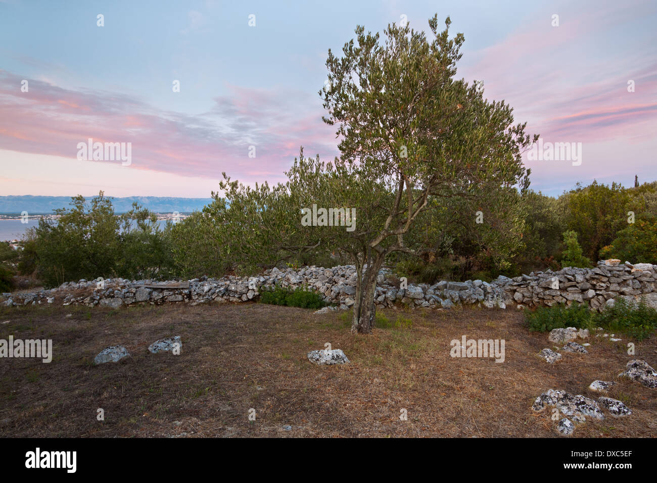 Olivenbaum im Sonnenuntergang, Insel Ugljan, Dalmatien, Kroatien Stockfoto