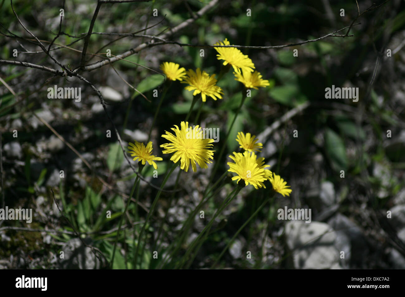 einige Catsears im Halbschatten unter einem Baum Stockfoto