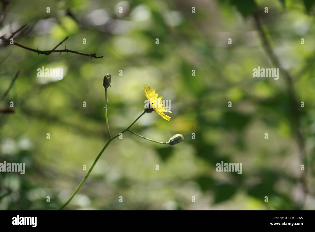 Falken-Bart; eine offene Blüte, zwei geschlossen Stockfoto