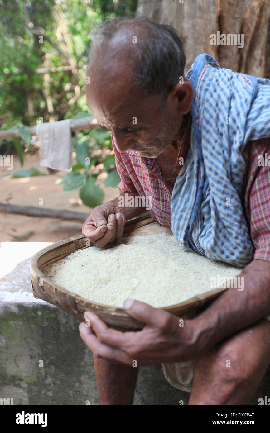 Alter Mann Reinigung Reis. Bezirk Hazaribaug, Jharkhand, Indien Stockfoto