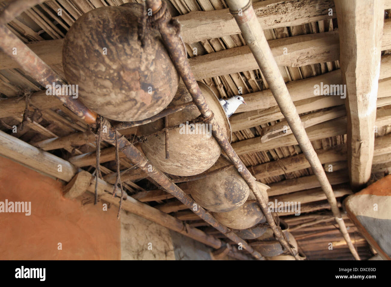 Schlammlöcher gehängt für Vögel als Nest in einem Haus. Lodha Kaste. Bhilwara Dorf, Bezirk Hazaribaug, Jharkhand, Indien Stockfoto