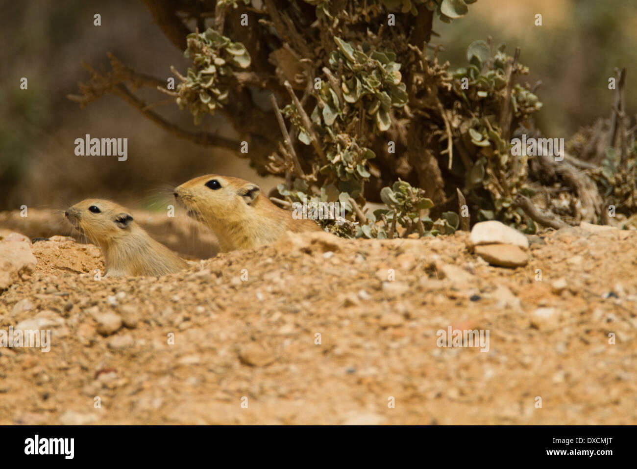Fette Sand Ratte (Psammomys Obesus). Stockfoto