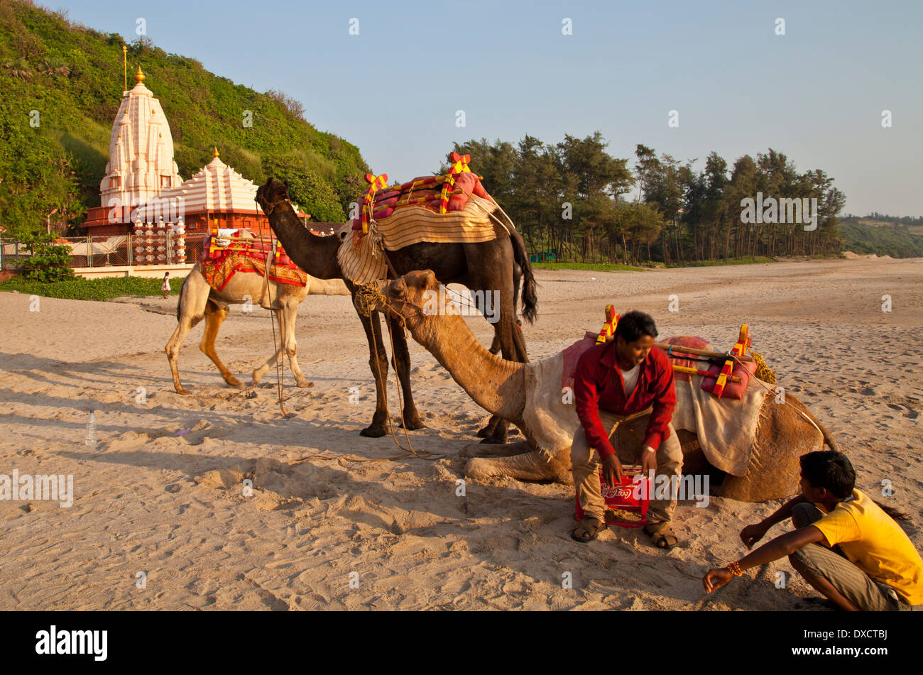 Kamele für touristische Fahrten im Ganpati (Ganesh) Tempel in