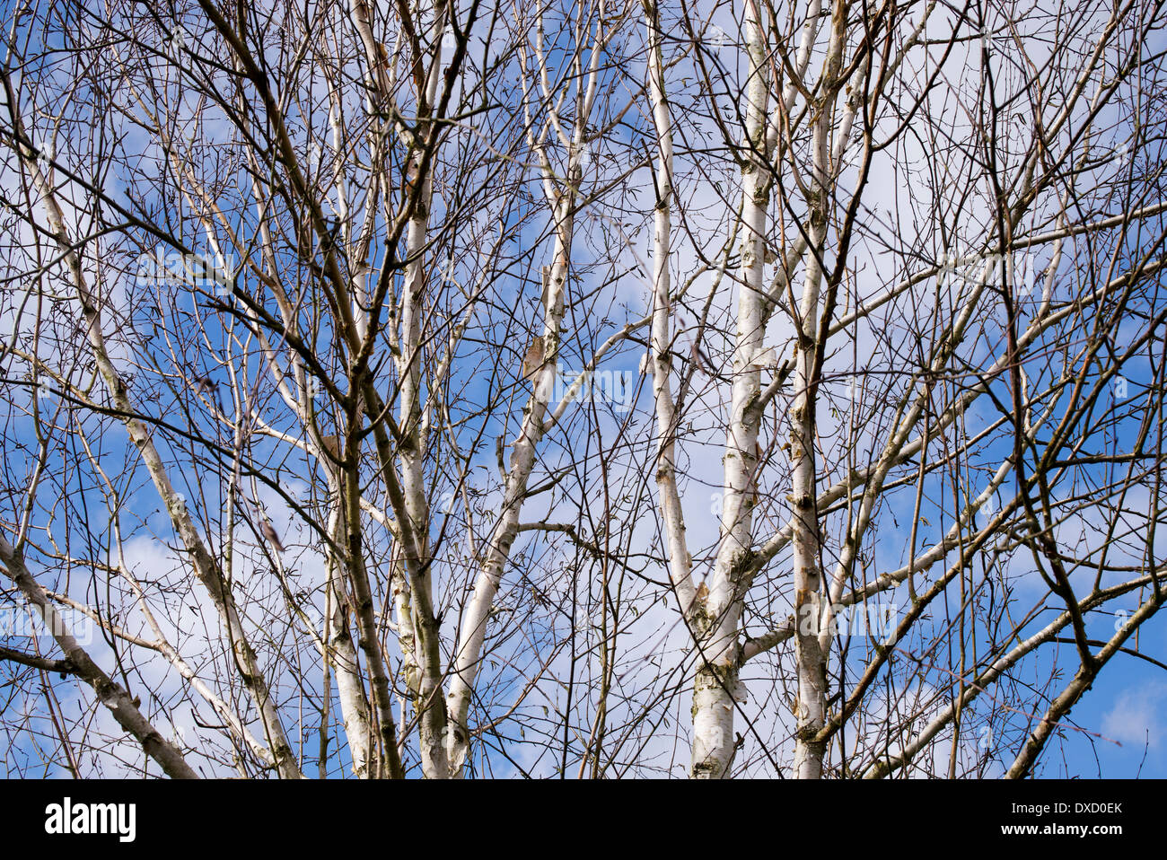 Betula Utilis. Himalaya-Birken im Frühjahr Stockfoto