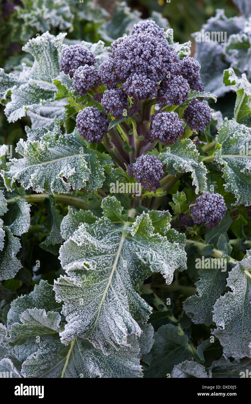 Frühe lila sprießende Brokkoli bedeckt in Frost in einem Gemüsegarten Stockfoto