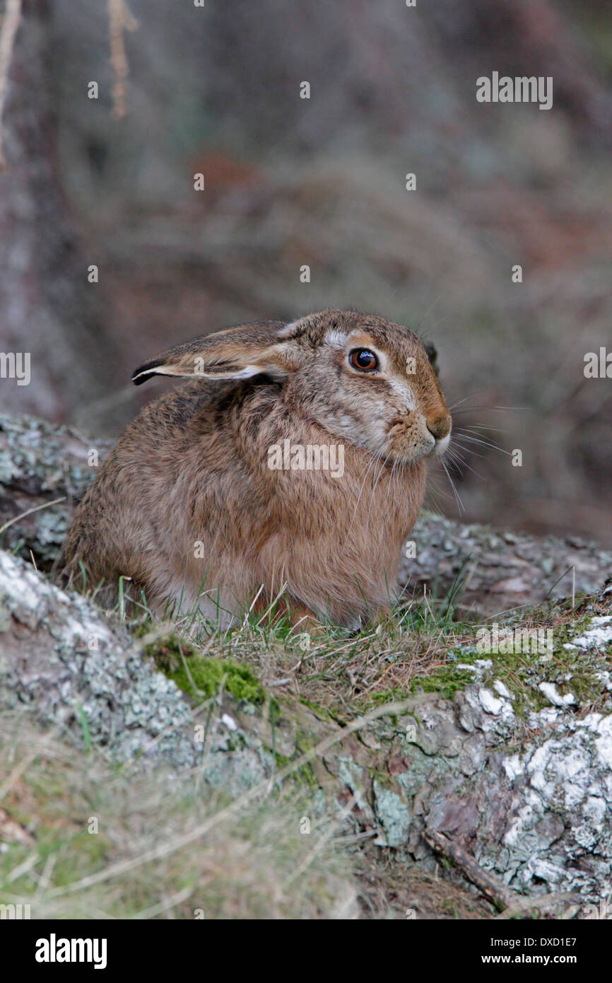 Feldhase Stockfoto
