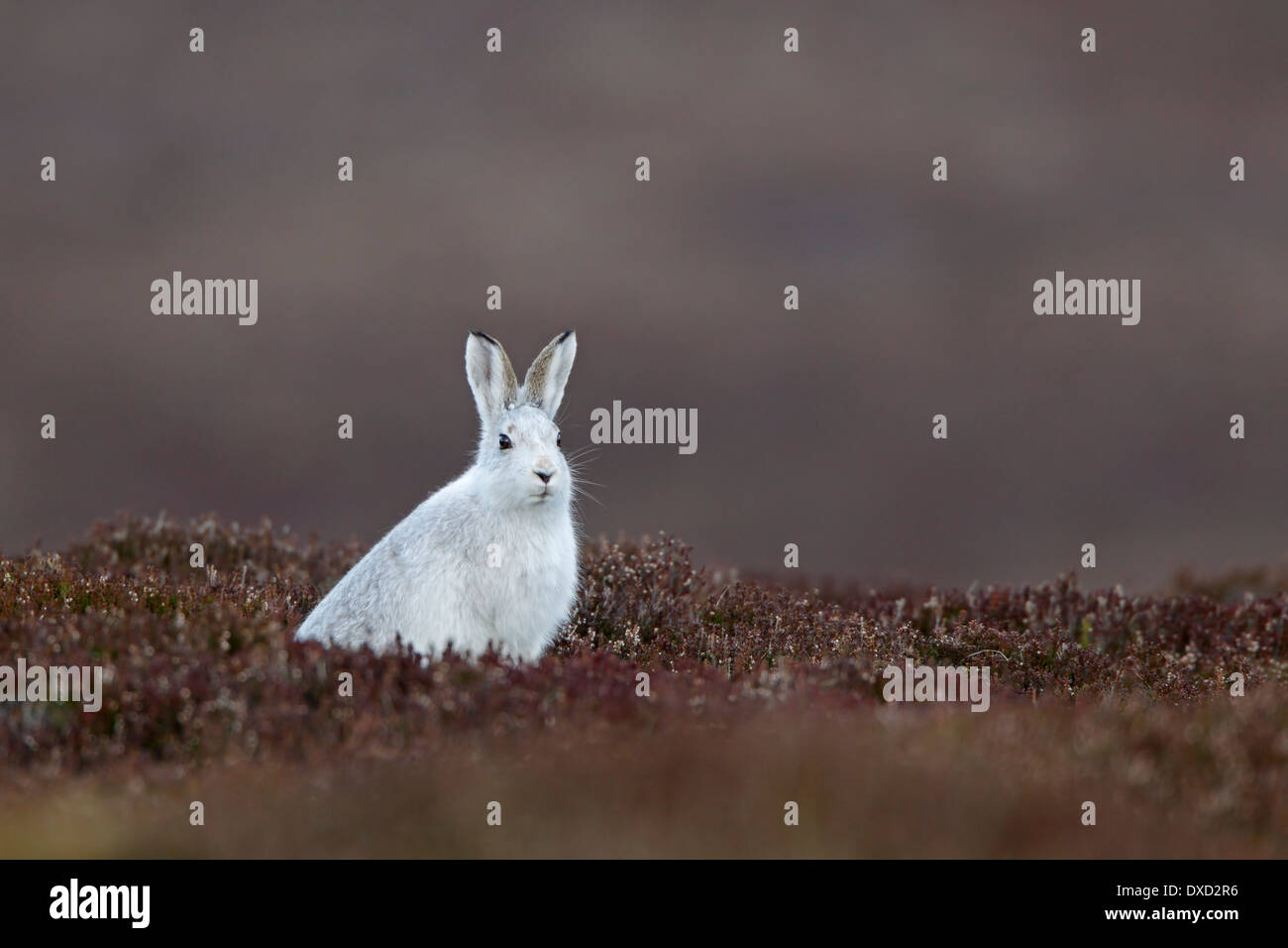 Schneehase im Wintermantel auf heather Stockfoto