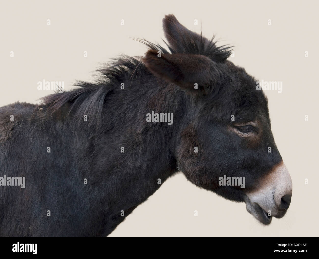 Profil-Schuss eines dunklen donkeyu00b4s Kopfes in Licht zurück Stockfoto