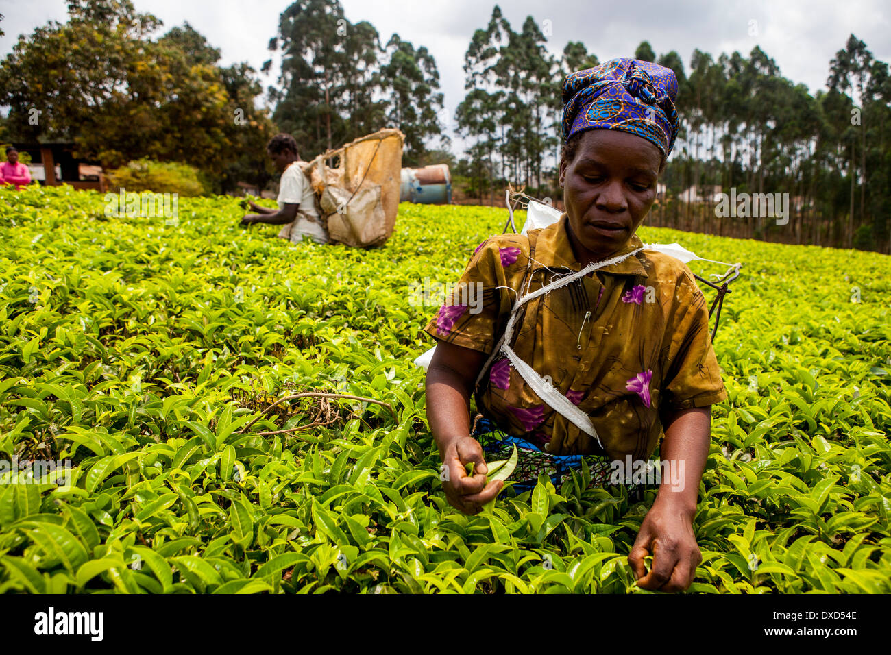 Frau Tee Plucker Kommissionierung Fairtrade Tee auf eine üppige Teeplantage in Malawi, Afrika Stockfoto