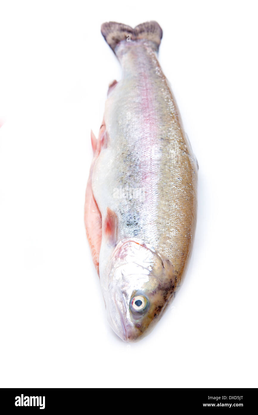 Regenbogenforellen Fischen isoliert auf einem weißen Studio-Hintergrund. Stockfoto