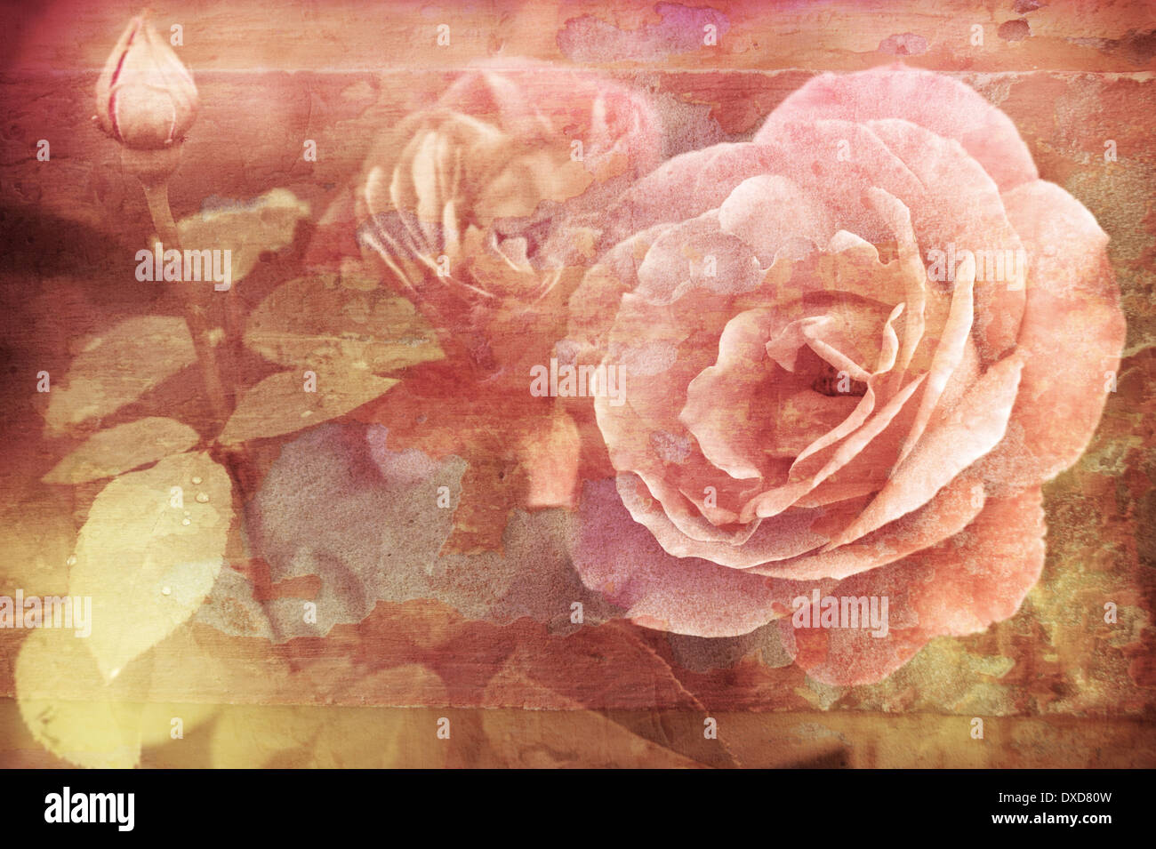 Abstrakte romantische rosa Rosen Wassertropfen Blumen Floral selektiver Weichzeichner Vintage Stil Verarbeitung Hintergrundbild Stockfoto