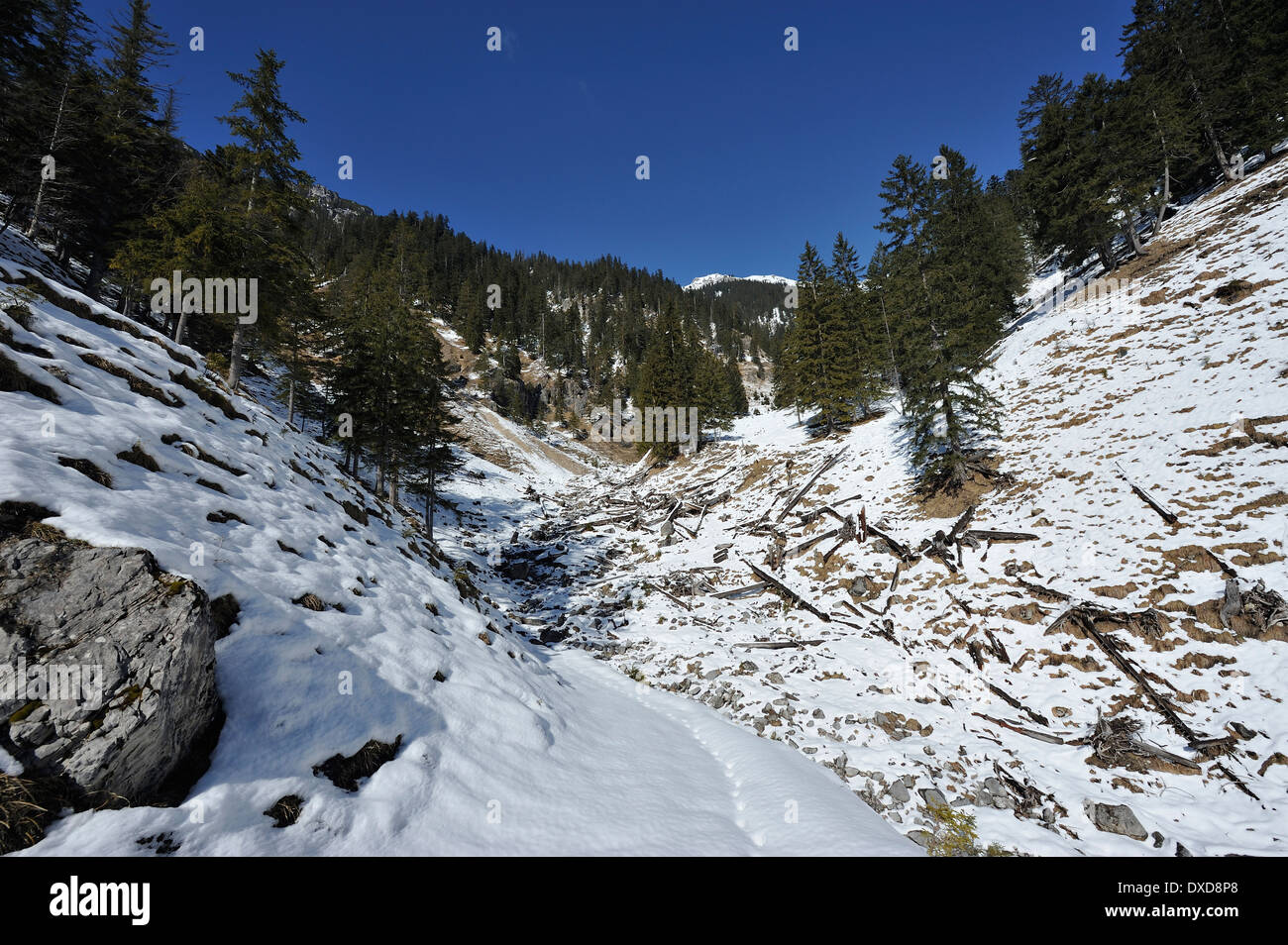 Baum meldet sich in einem Graben im verschneiten Alpenregion, Bayern, Deutschland Stockfoto