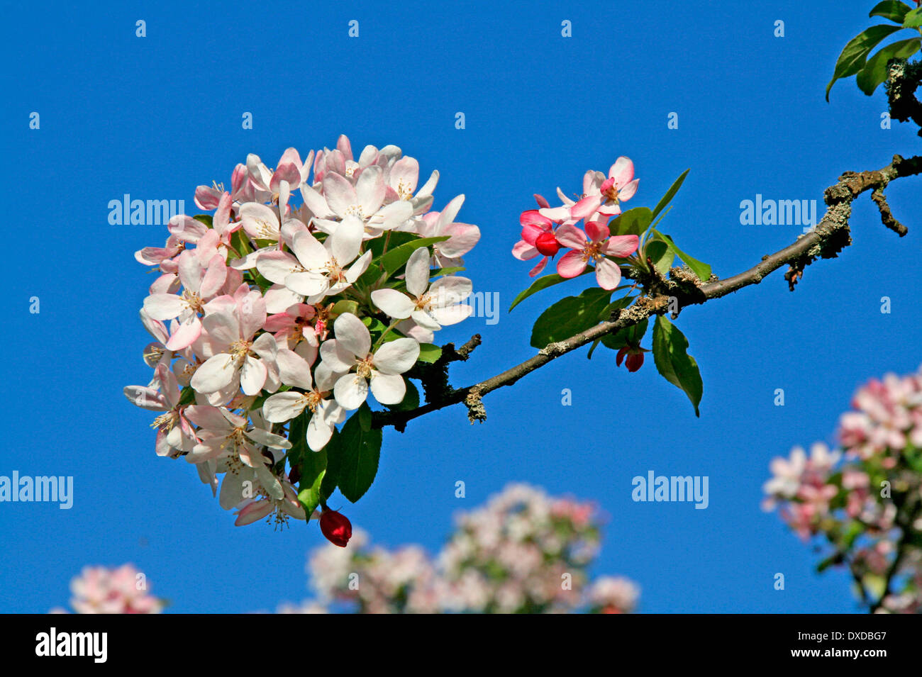 Wildes Apple Stockfoto