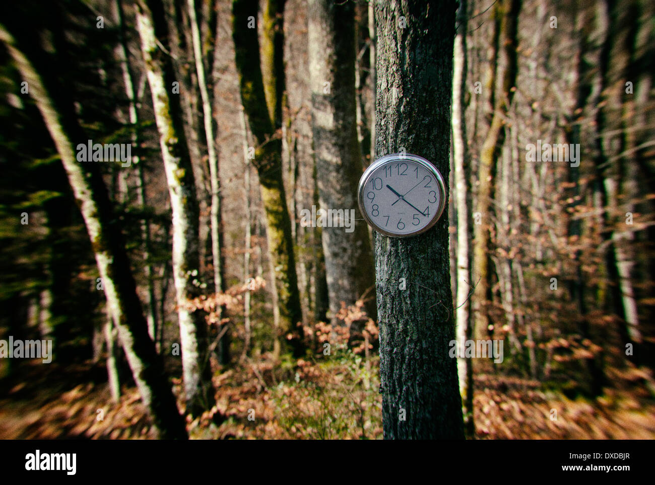 Verlorene Zeit in einem französischen Waldgebiet Stockfoto