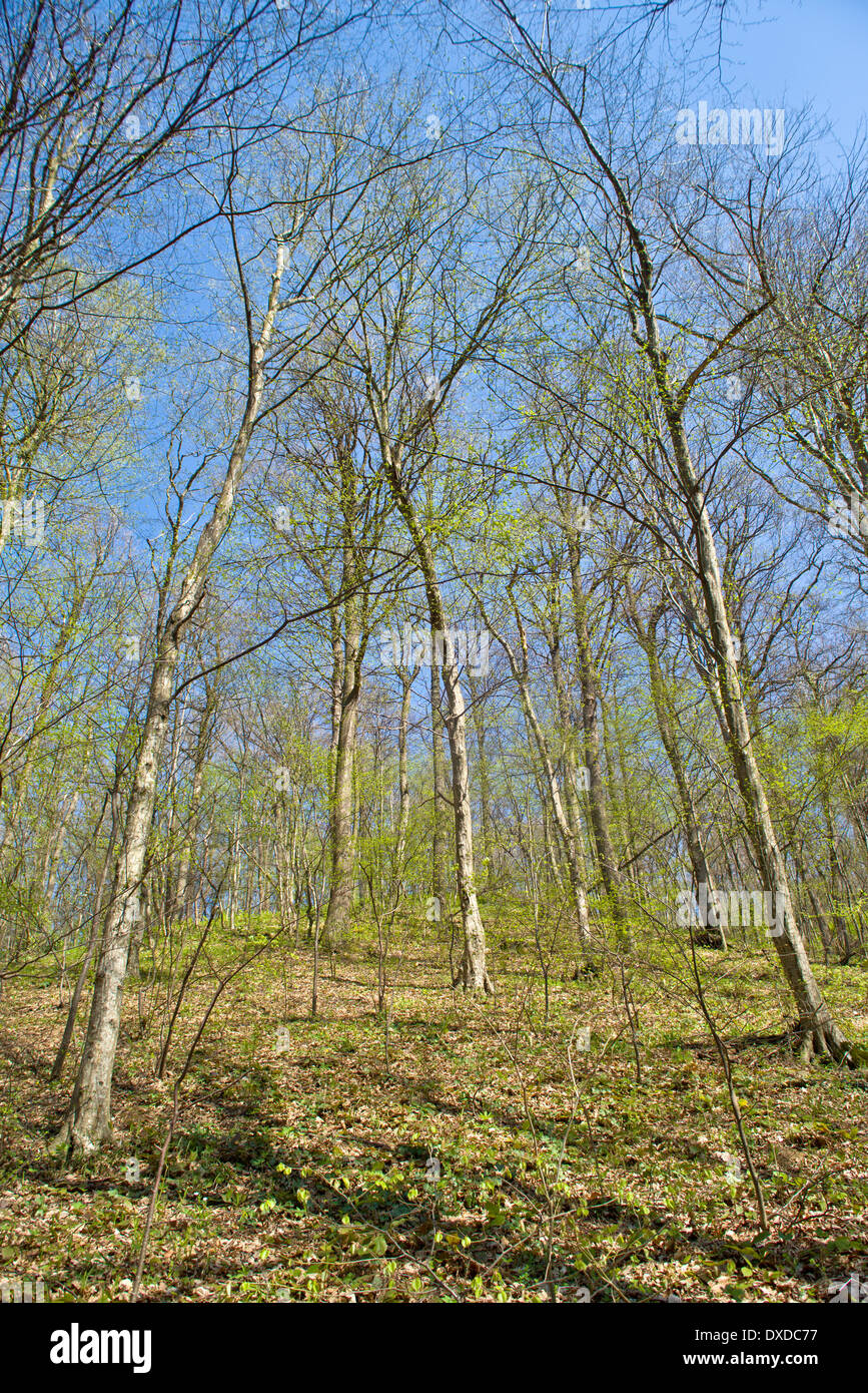 Grünen Wald an einem hellen Frühlingstag Stockfoto