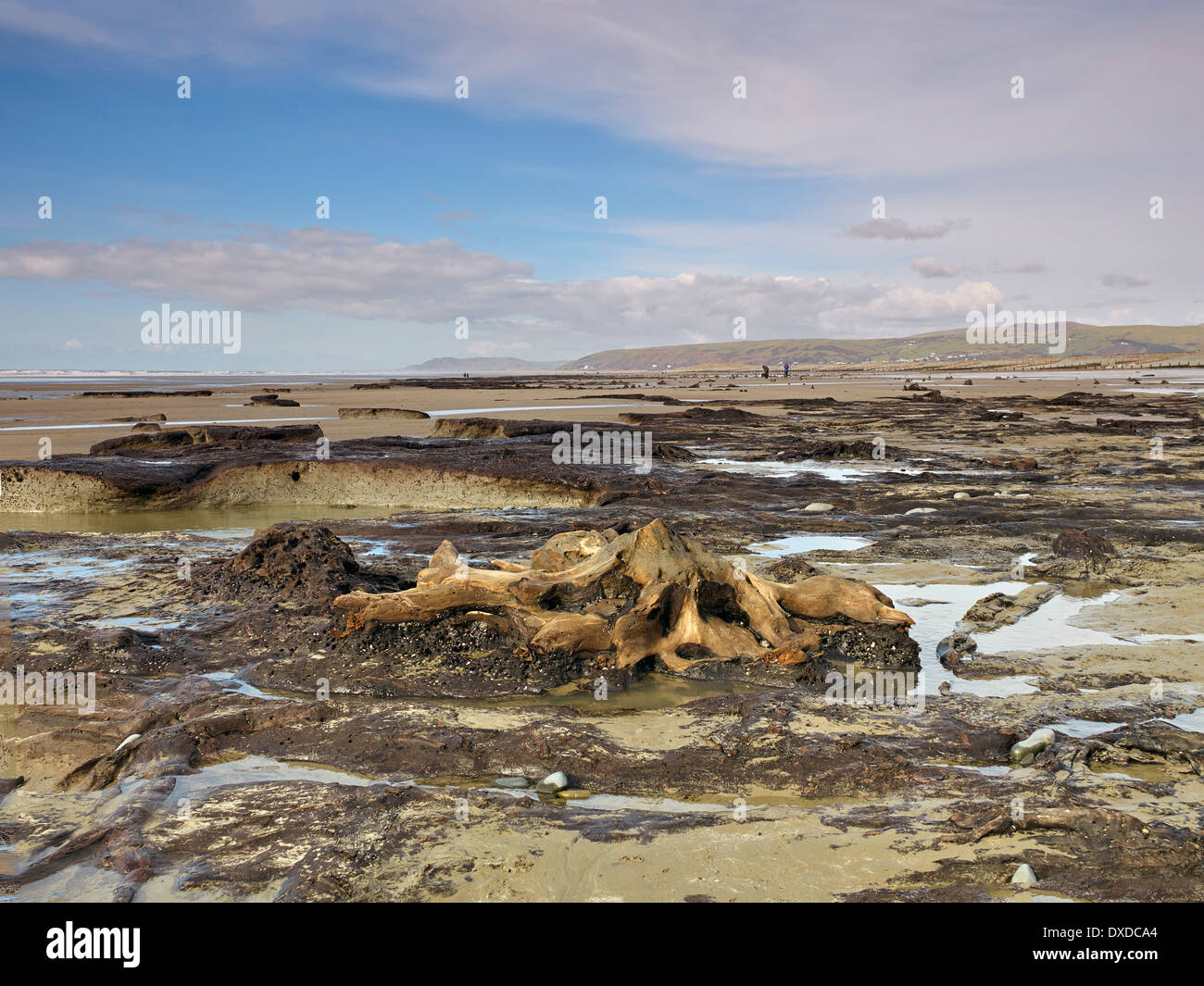 Der Strand zwischen Ynys-Las und Borth in Ceredigion in mid Wales nach dem Winter Stürme einen versteckten Wald in der Bucht entdeckt Stockfoto