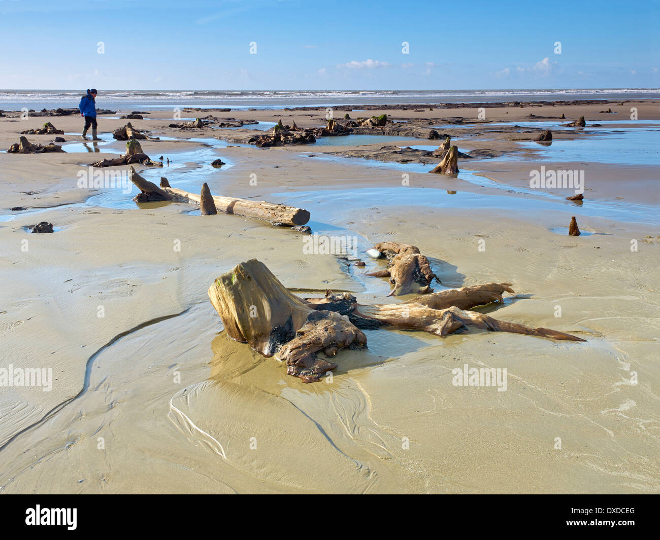 Der Strand zwischen Ynys-Las und Borth in Ceredigion in mid Wales nach dem Winter Stürme einen versteckten Wald in der Bucht entdeckt Stockfoto