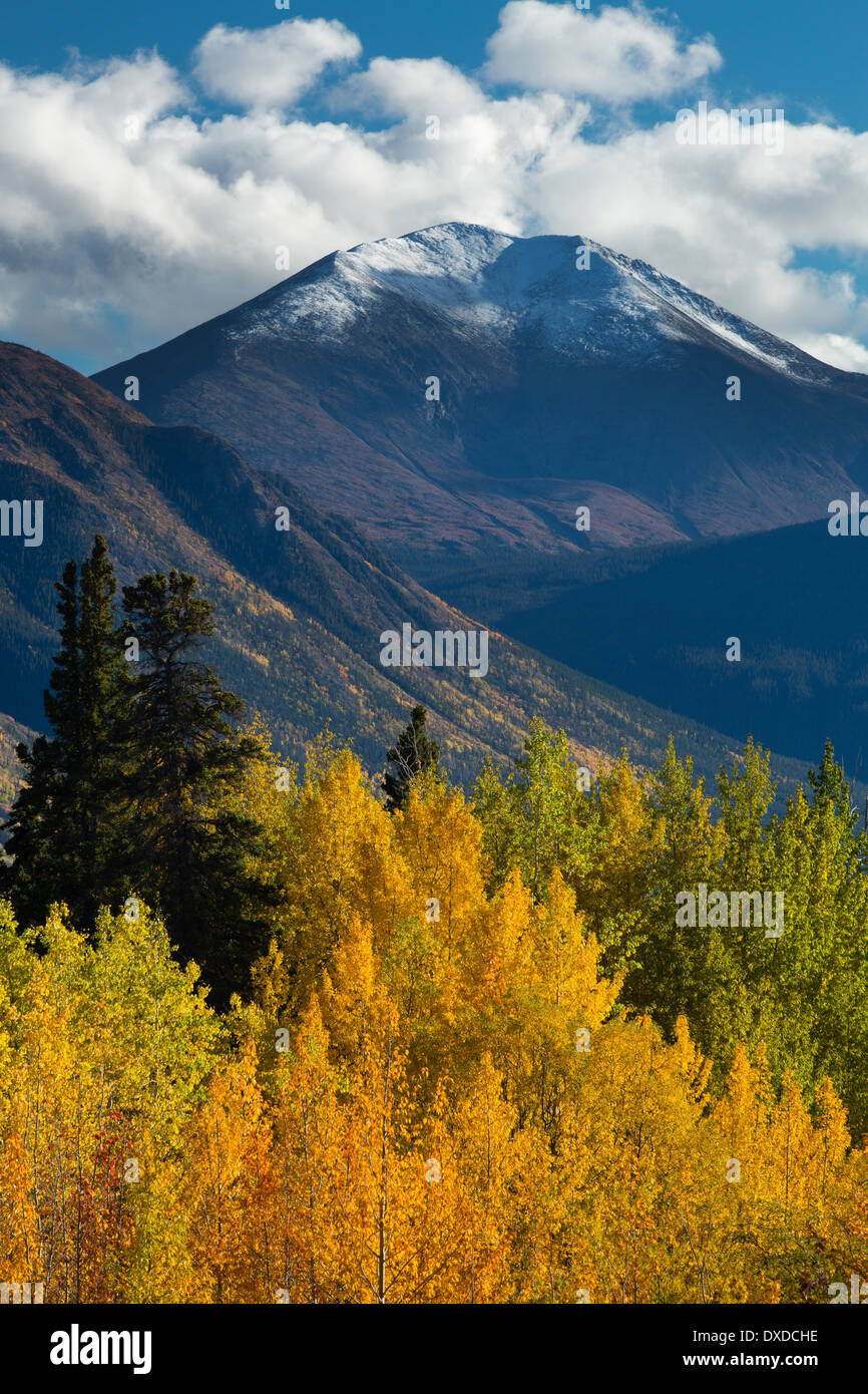Herbstfarben auf dem South Klondike Highway Nr. Tagish Lake, mit Böschung Berg, Yukon Territorien, Kanada Stockfoto