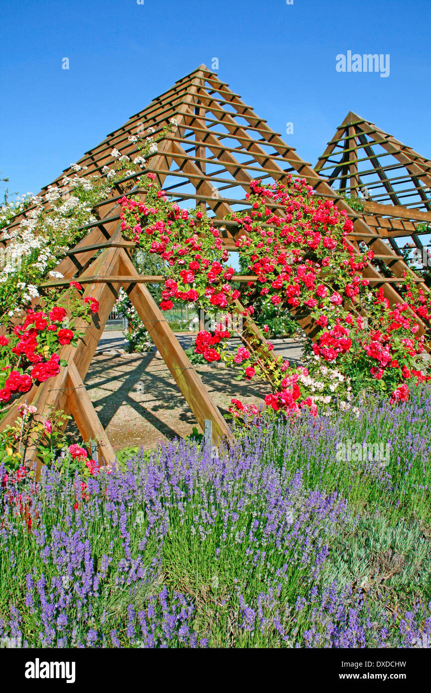 Rosarium, Hattersheim am Main Stockfoto