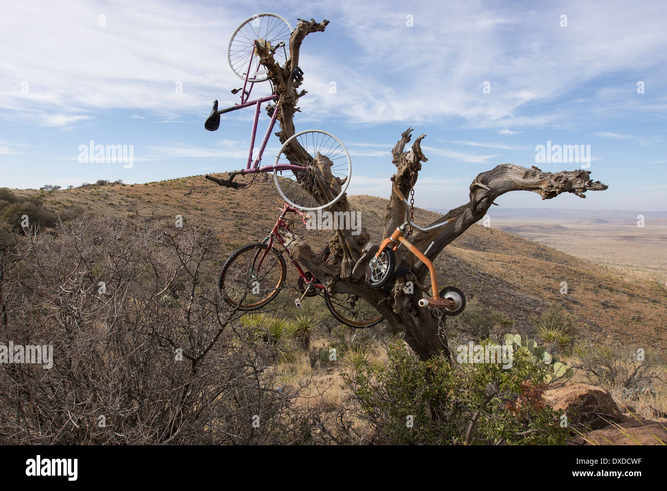 Verlassene Fahrräder hängen von einem Baum auf einem Berg in der Nähe von Alpine, West Texas. Stockfoto