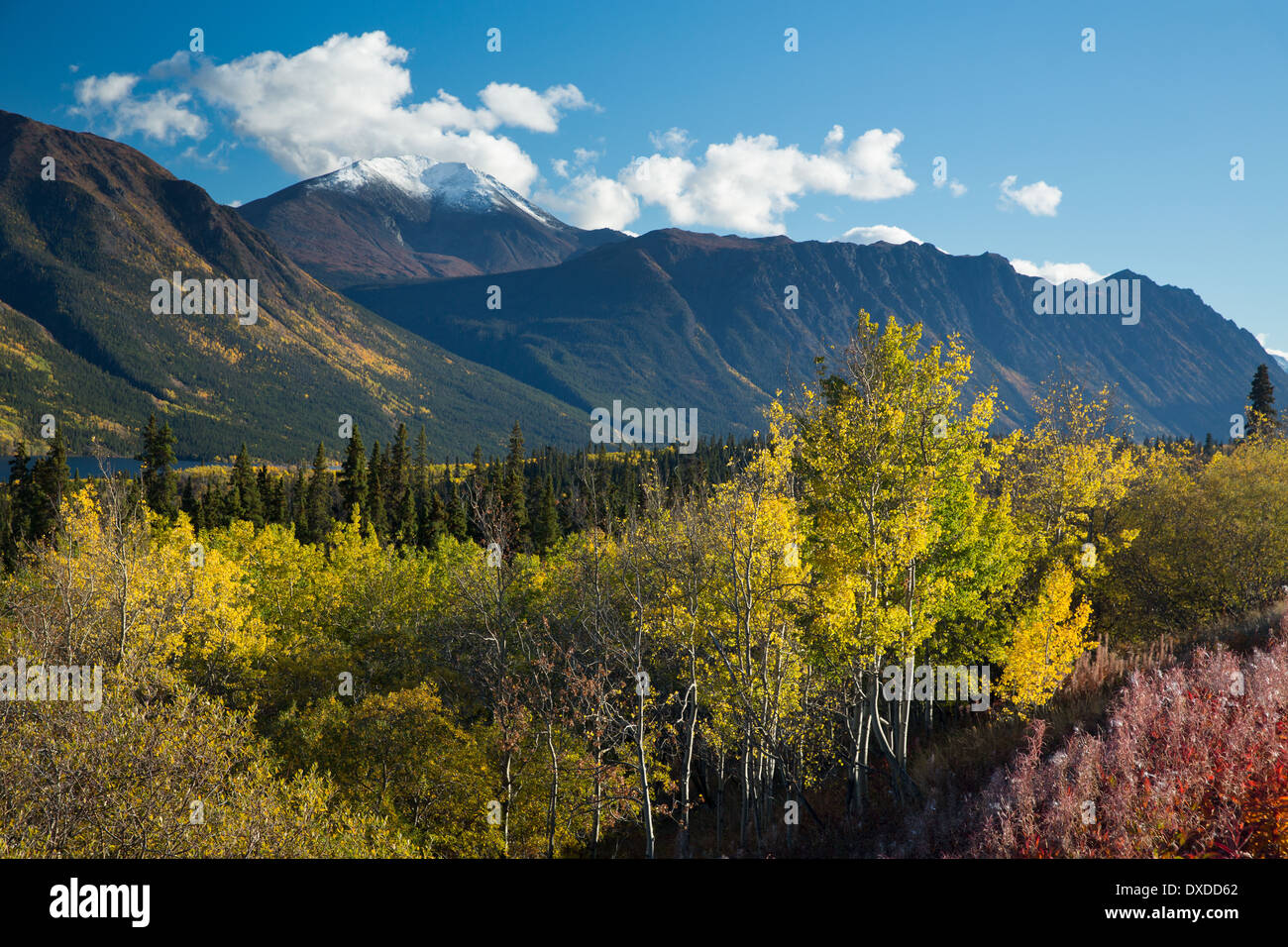 Herbstfarben auf dem South Klondike Highway Nr. Tagish Lake, mit Böschung Berg, Yukon Territorien, Kanada Stockfoto