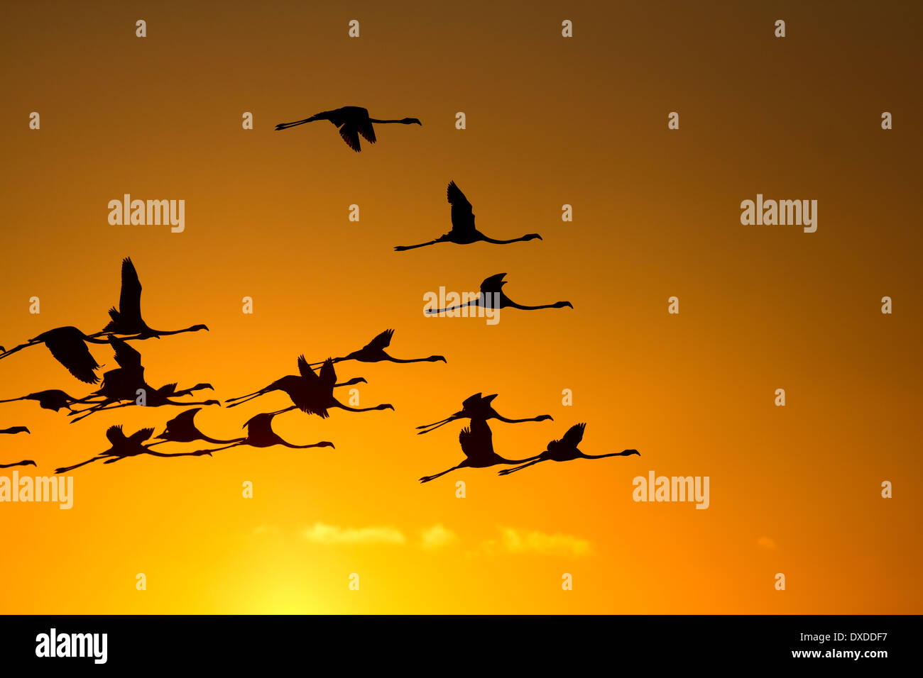 Fliegende Flamingos bei Sonnenuntergang Silhouetten Stockfoto