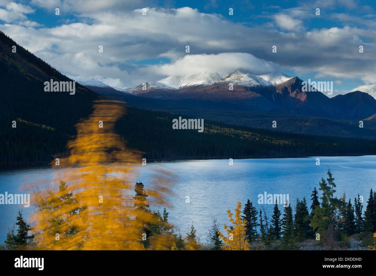 Herbstfärbung bei Nares Lake mit Montana Berg darüber hinaus, in der Nähe von Carcross, Yukon Territorien, Kanada Stockfoto