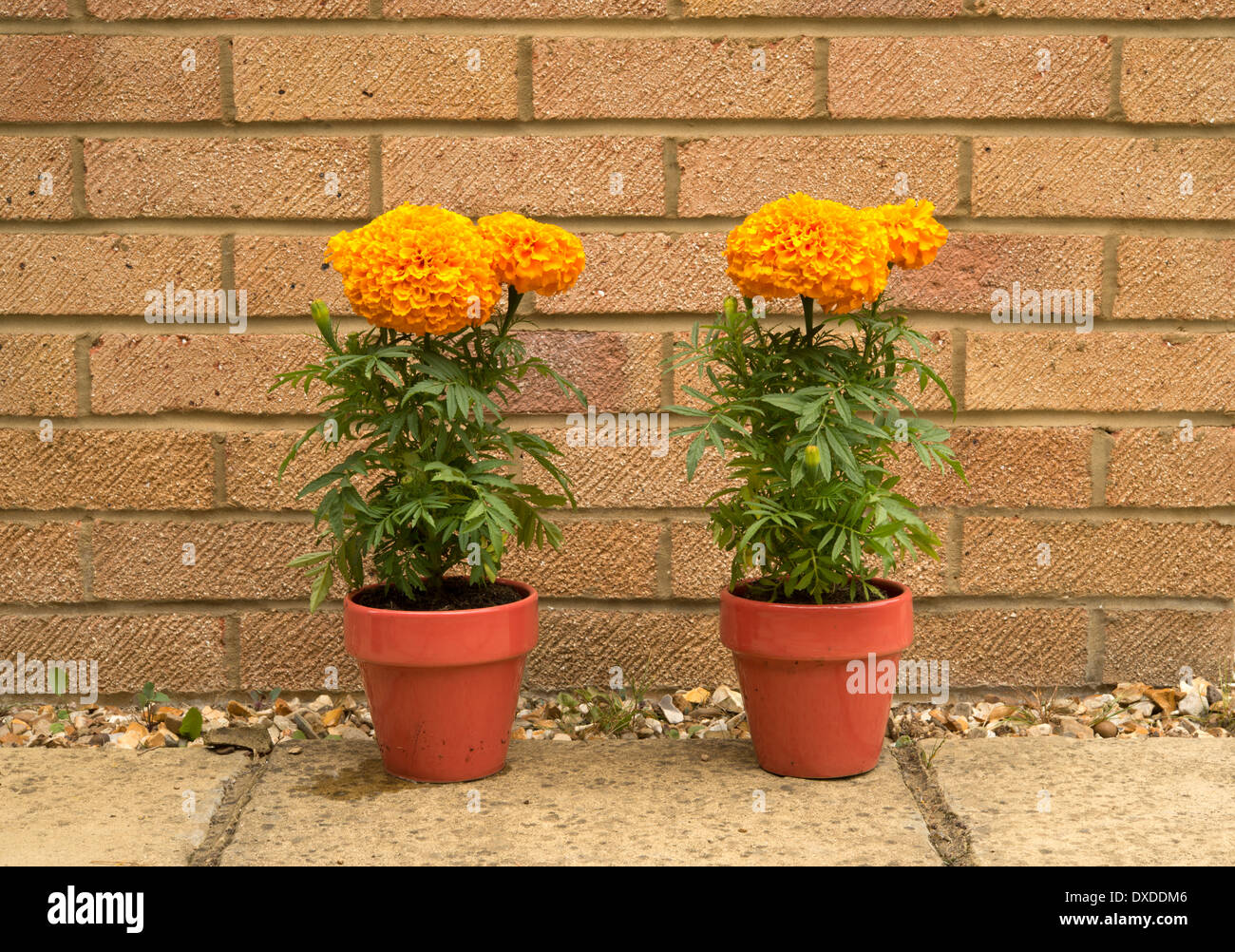 Zwei Ringelblume Pflanzen, links eine bewässert, oder eine nicht, Sequenz zeigt Auswirkungen der Trockenheit. Ersten Tag, beide Pflanzen gesund Stockfoto