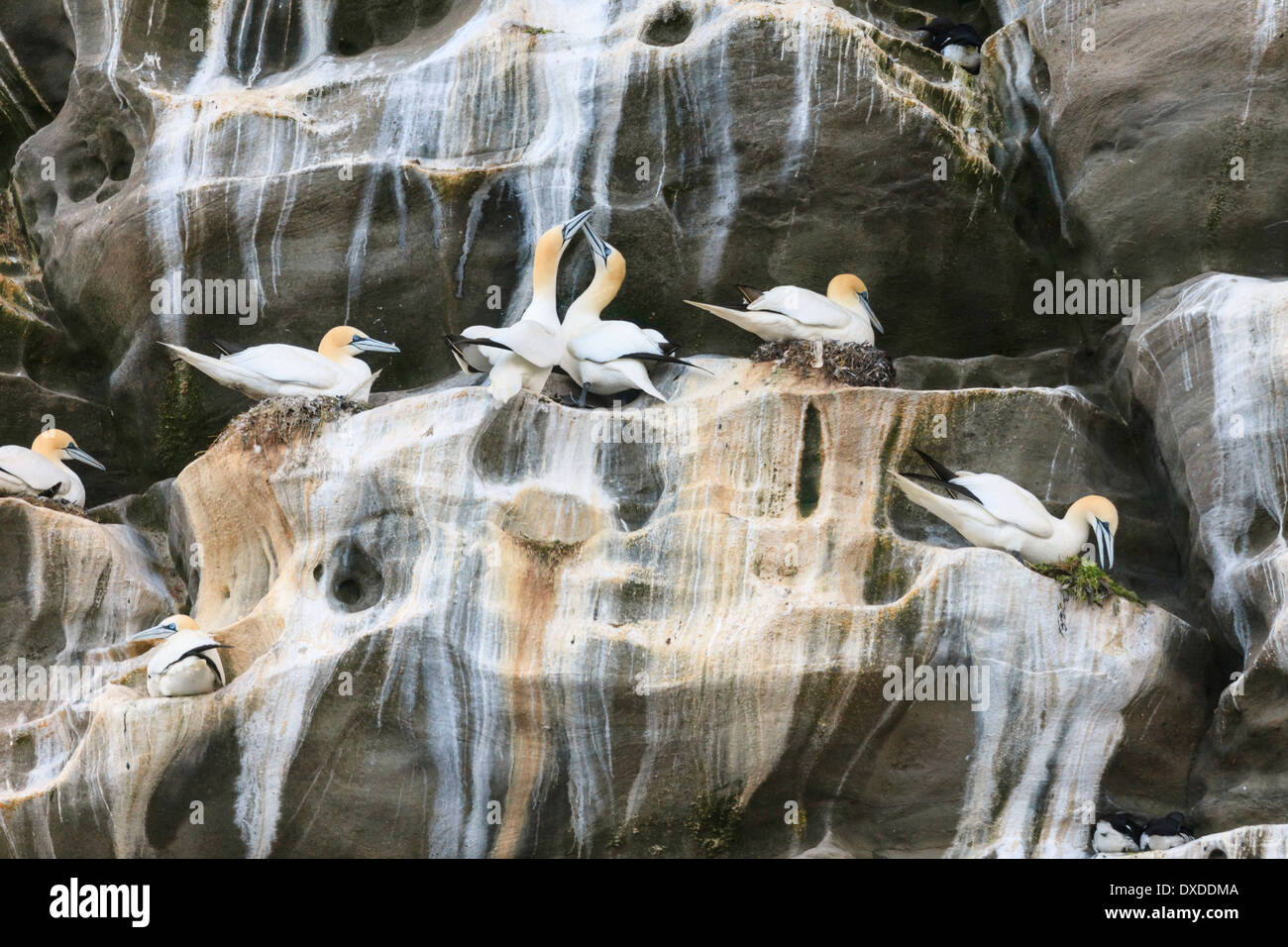 Seabird Kolonie Basstölpel auf Rock leisten von seeklippen im Sommer Brutzeit im Mai. Insel Noss National Nature Reserve, Schottland, Großbritannien Stockfoto