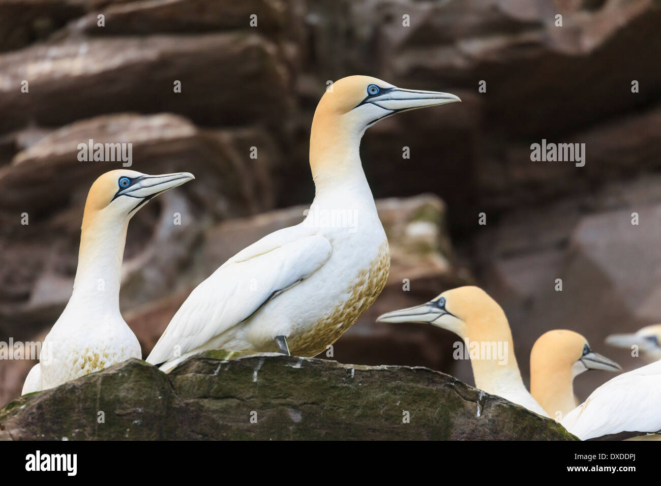 Basstölpel auf Felsvorsprüngen Seacliffs Zucht der Sommersaison. Isle of Noss National Nature Reserve, Shetland, Scotland, UK Stockfoto