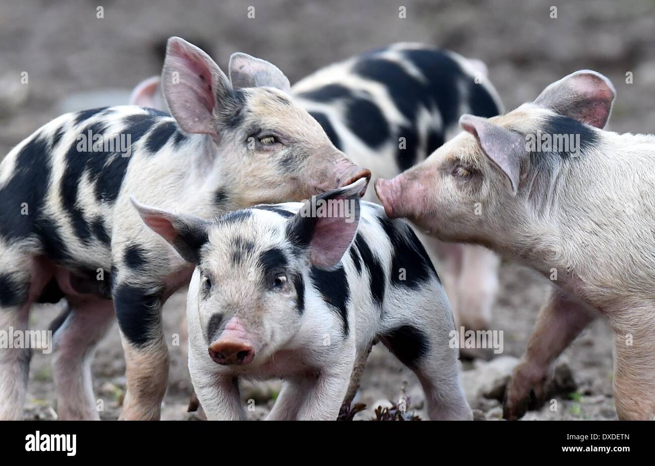 Warder, Deutschland. 24. März 2014. Bentheim schwarz Pied Ferkel spielen in ihrem Gehege im Tierpark Arche Warder in Warder, Deutschland, 24. März 2014. Die Jungtiere waren dort vor etwa zwei Wochen geboren. Foto: CARSTEN REHDER/DPA/Alamy Live-Nachrichten Stockfoto