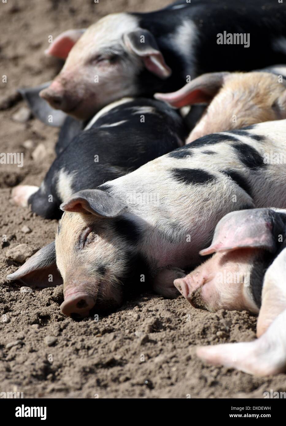 Warder, Deutschland. 24. März 2014. Bentheim schwarz Pied Ferkel liegen in ihrem Gehege im Tierpark Arche Warder in Warder, Deutschland, 24. März 2014. Die Jungtiere waren dort vor etwa zwei Wochen geboren. Foto: CARSTEN REHDER/DPA/Alamy Live-Nachrichten Stockfoto