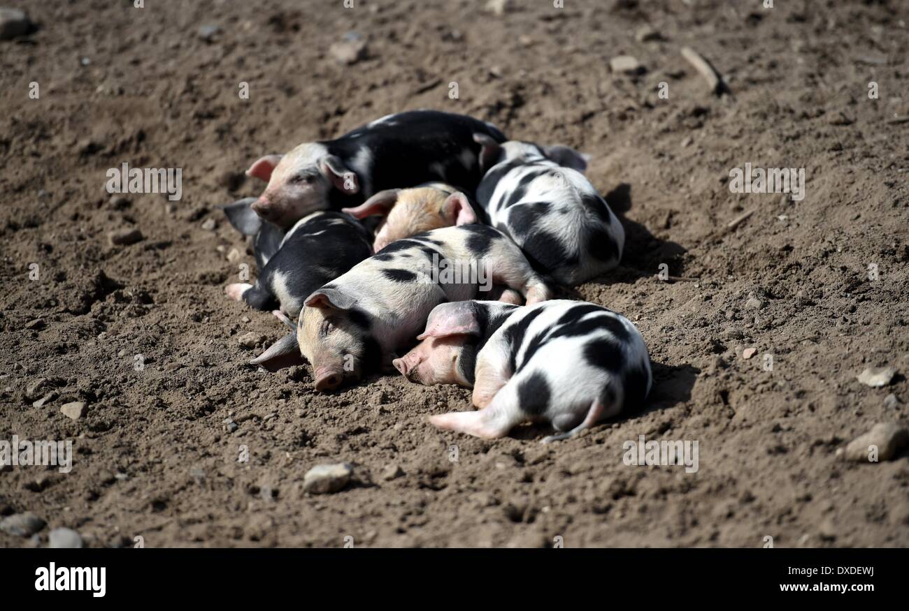 Warder, Deutschland. 24. März 2014. Bentheim schwarz Pied Ferkel liegen in ihrem Gehege im Tierpark Arche Warder in Warder, Deutschland, 24. März 2014. Die Jungtiere waren dort vor etwa zwei Wochen geboren. Foto: CARSTEN REHDER/DPA/Alamy Live-Nachrichten Stockfoto