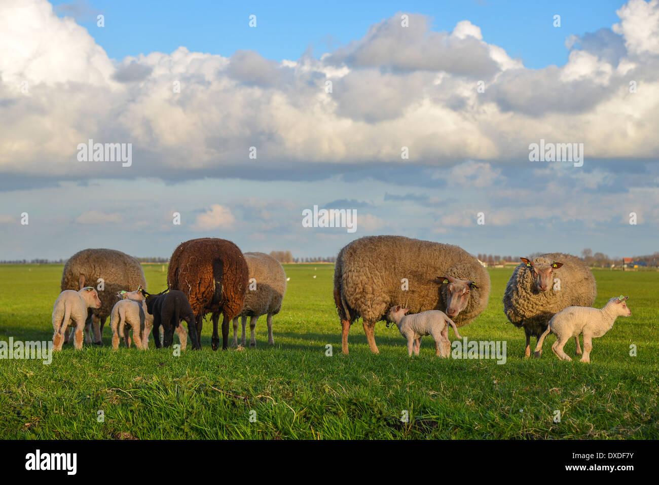 Schafe und Lämmer auf Wiese in den Niederlanden Stockfoto