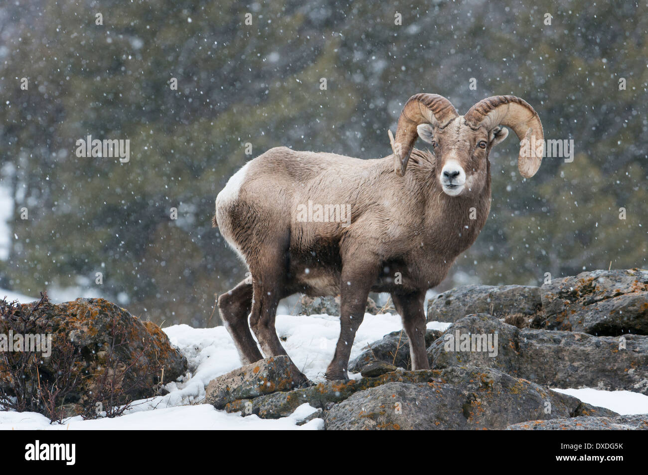 Eine vollständige Curl Bighorn Ram (Ovis Canadensis) Pausen beim Grasen während einer späten Winter Schneedusche, Yellowstone-Nationalpark Stockfoto