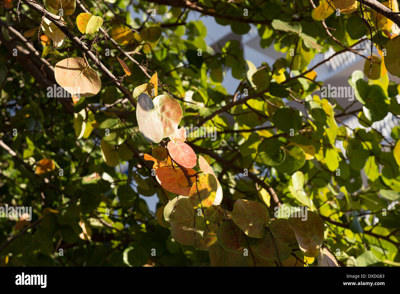 Meer Trauben Vegetation, Fort Lauderdale, Florida Stockfoto