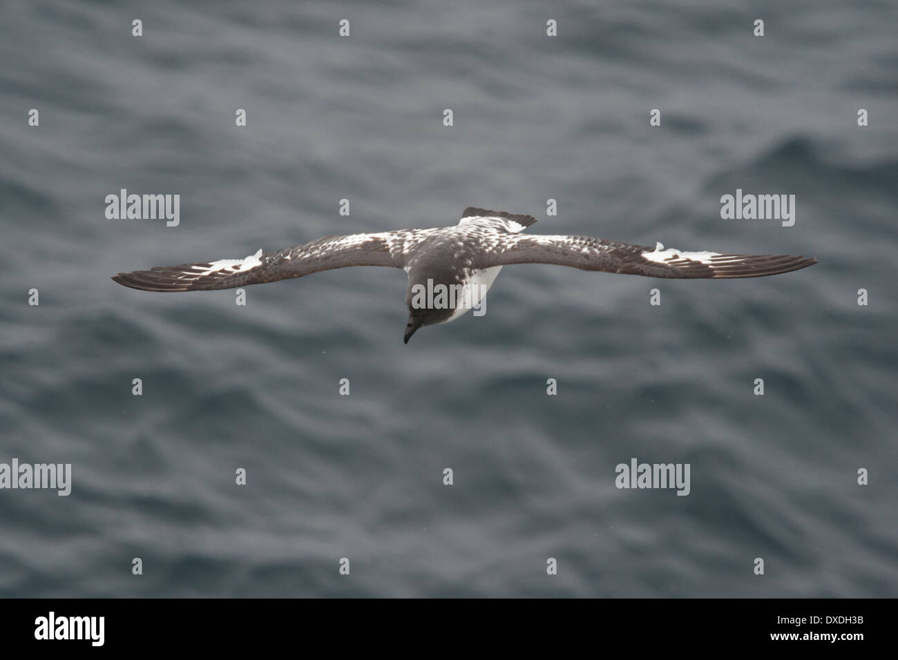 Cape Petrel (Daption Capense), bei rauer See in der Drake-Passage, südlichen Ozean. Stockfoto