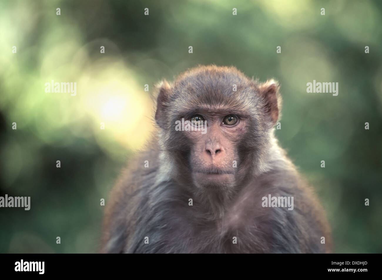 ein Makaken im Regenwald Stockfoto