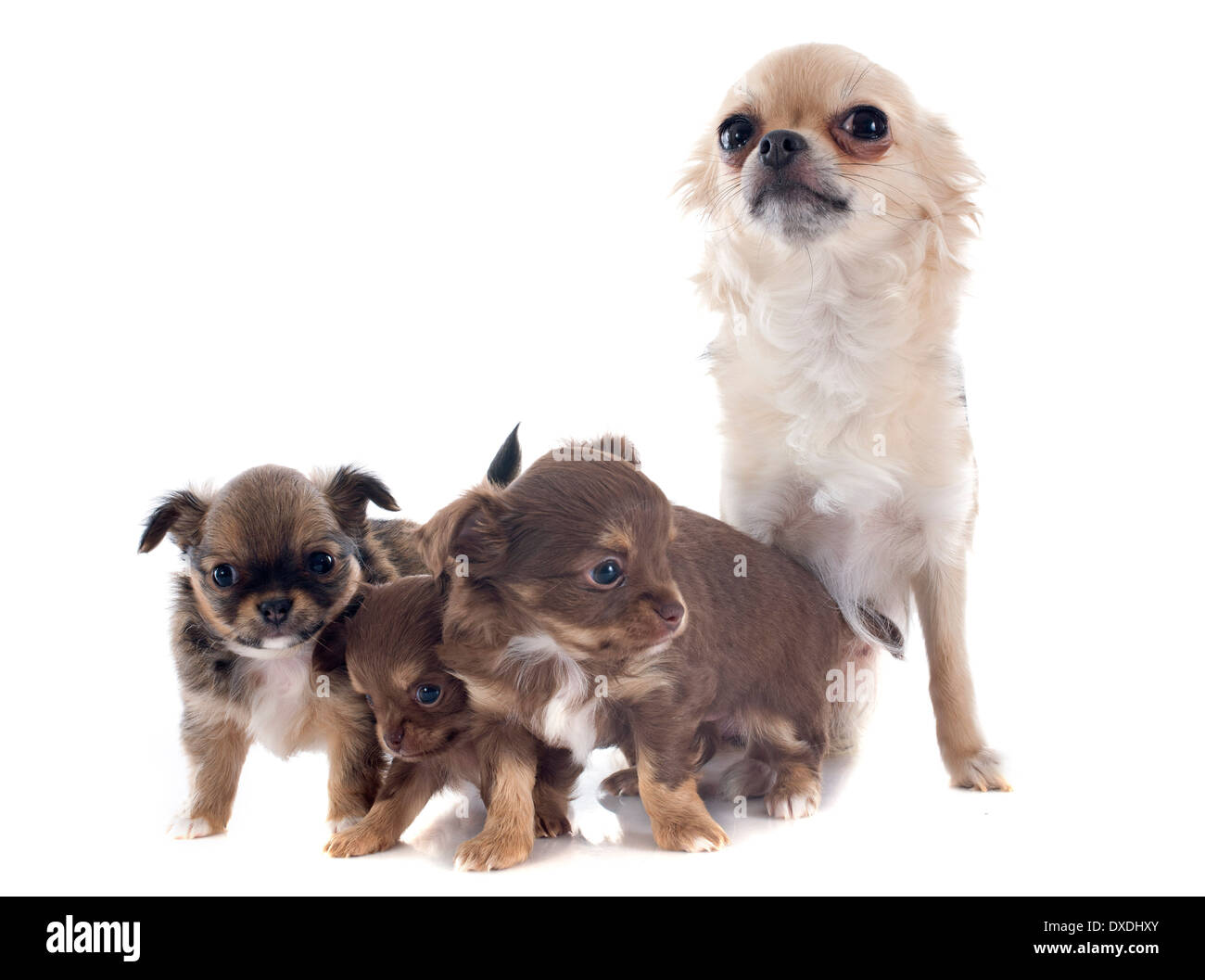 Welpen und Erwachsene Chihuahua vor weißem Hintergrund Stockfoto