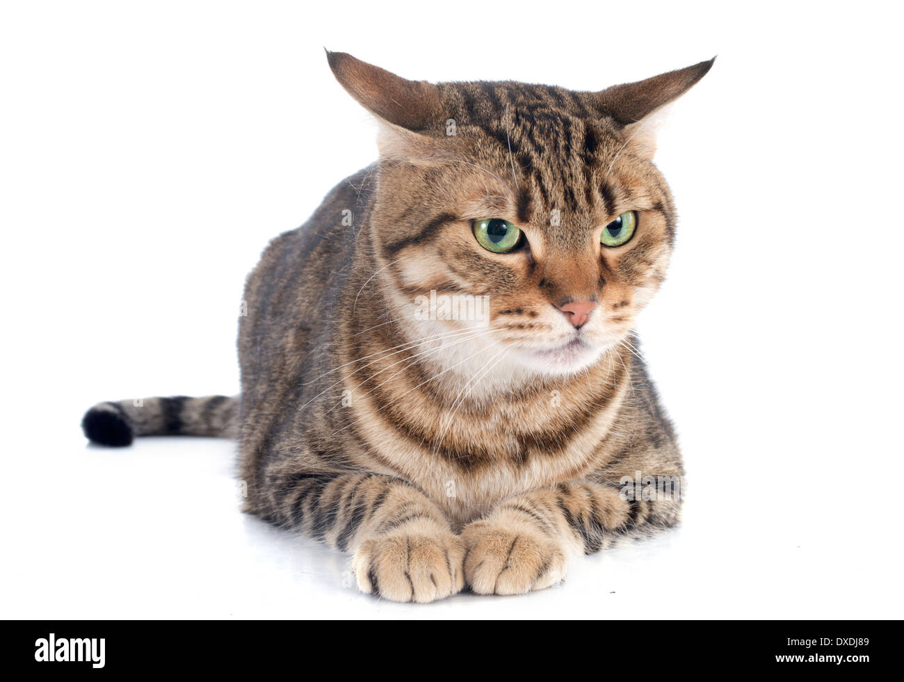 Porträt von eine reinrassige Bengalkatze auf weißem Hintergrund Stockfoto