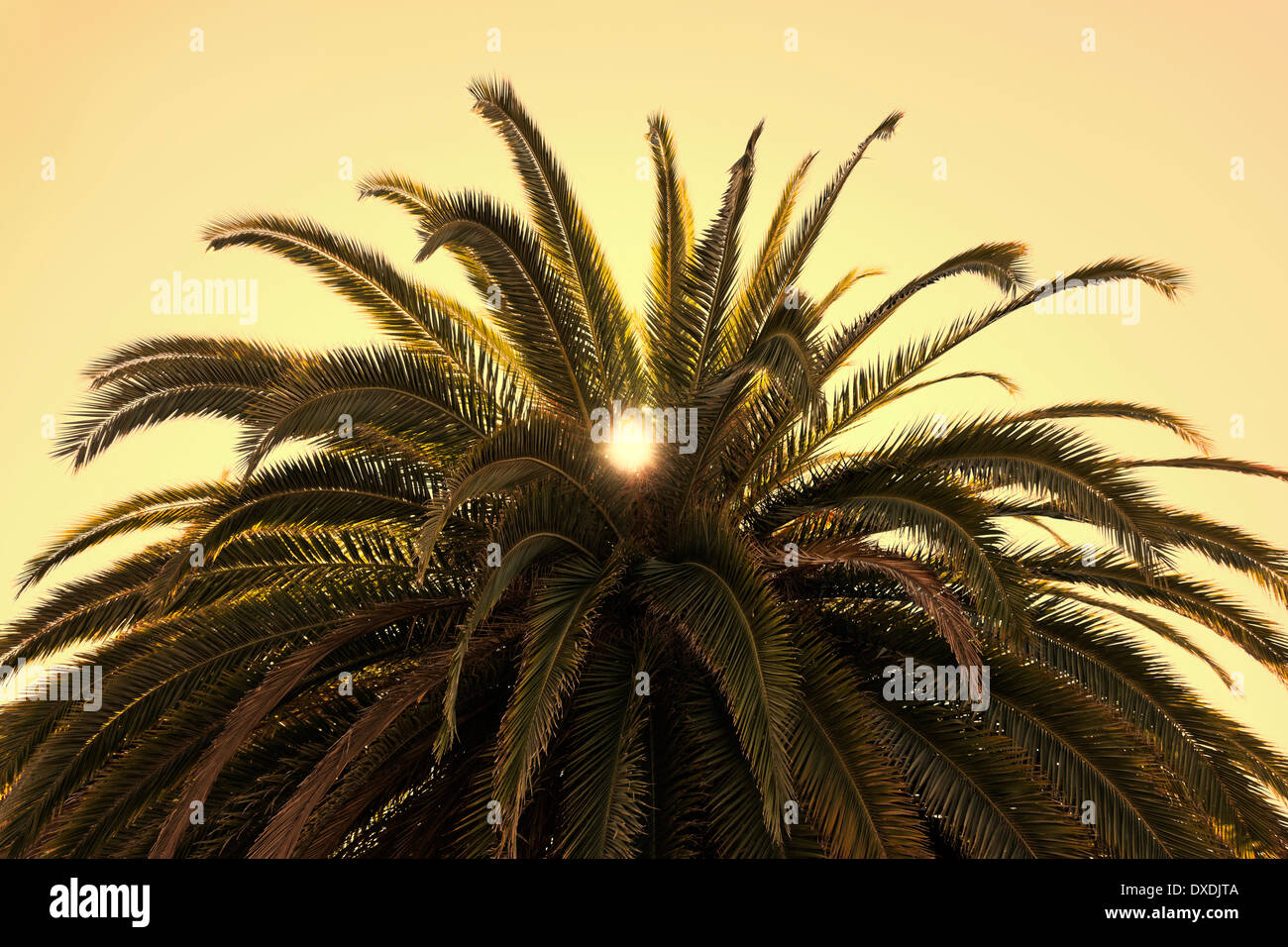 Nahaufnahme der Palme, Yerba Buena Island, Kalifornien, USA Stockfoto