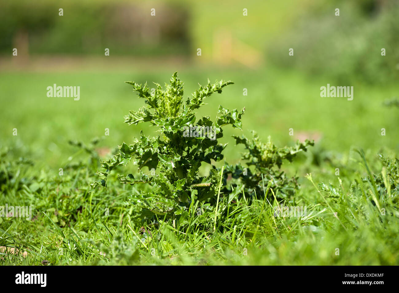 Schleichende Distel, Cirsium Arvense, auf der Weide. Schottland. Stockfoto