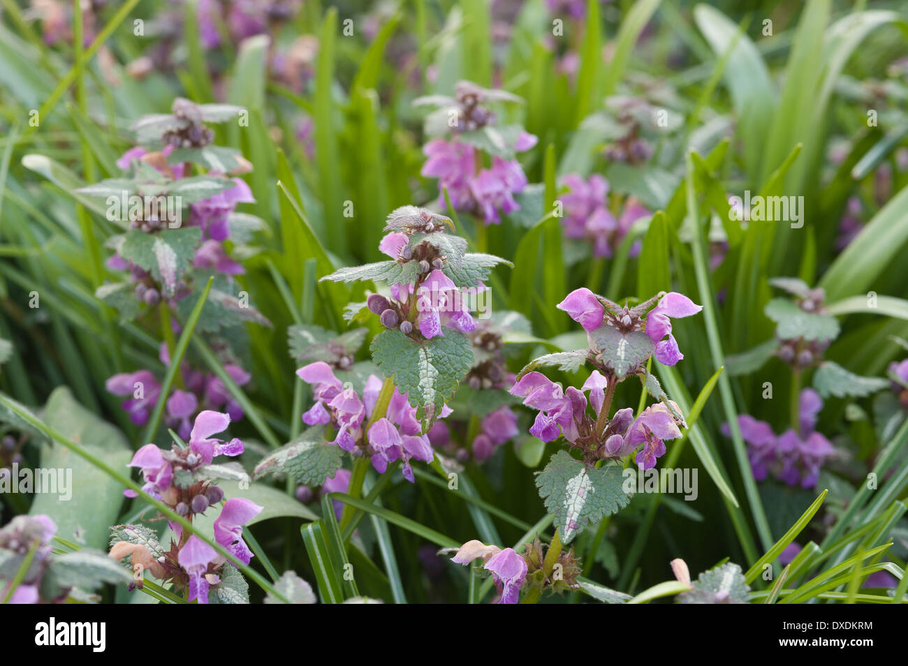 Patch der Blüte lila Toten Brennnesseln zeigen sanfte Art von Blatt und Blüte im Frühling Stockfoto